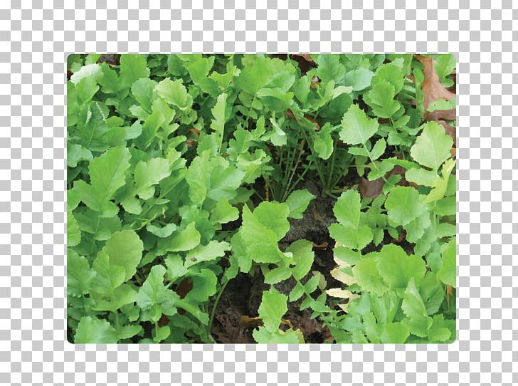 Leaf Vegetable Herb Spring Greens Annual Plant PNG, Clipart, Annual Plant, Grass, Groundcover, Herb, Leaf Free PNG Download