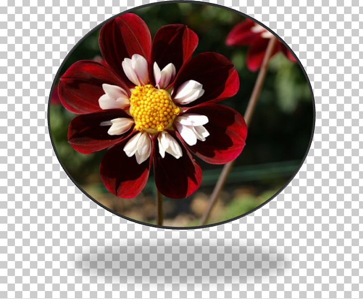 Dahlia PNG, Clipart, Dahlia, Daisy Family, Flora, Flower, Flowering Plant Free PNG Download
