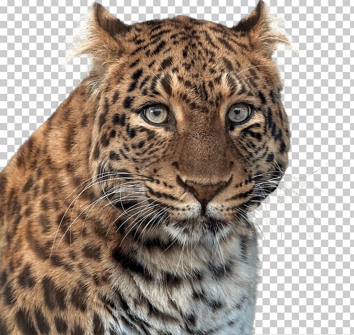 Panther Head PNG, Clipart, Animals, Panthers Free PNG Download