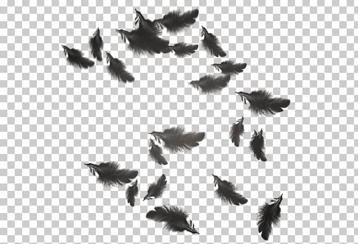 The Floating Feather Wing PNG, Clipart, Angle, Animal, Animals, Bird, Black Free PNG Download