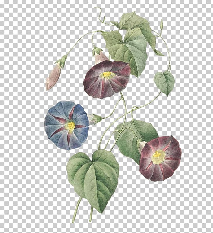 Cypress Vine Morning Glory Common Morning-glory Art PNG, Clipart, Art, Botanical Illustration, Drawing, Flora, Flower Free PNG Download