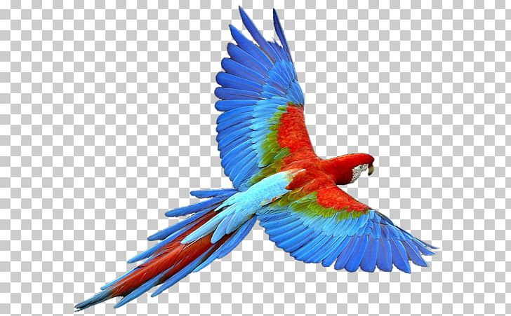 Fly: Parrot Budgerigar Bird Portable Network Graphics PNG, Clipart, Animals, Beak, Bird, Budgerigar, Common Pet Parakeet Free PNG Download