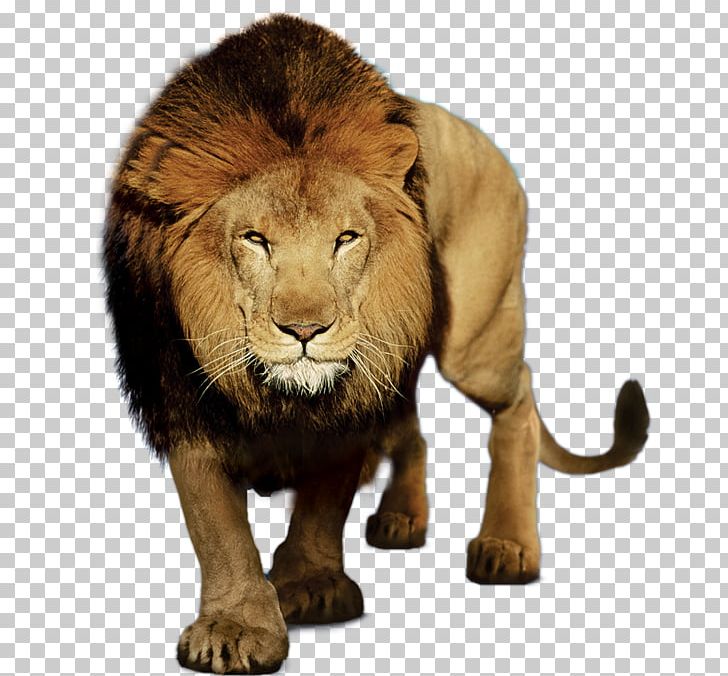 Lion South Paints Felidae European Lion American Lion Roar PNG, Clipart, American, Amo, Animal, Big Cats, Carnivoran Free PNG Download