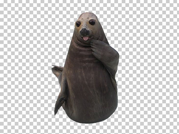 Sea Lion Breaking News Internet PNG, Clipart, Animal, Animals, Breaking News, Internet, Lion Free PNG Download
