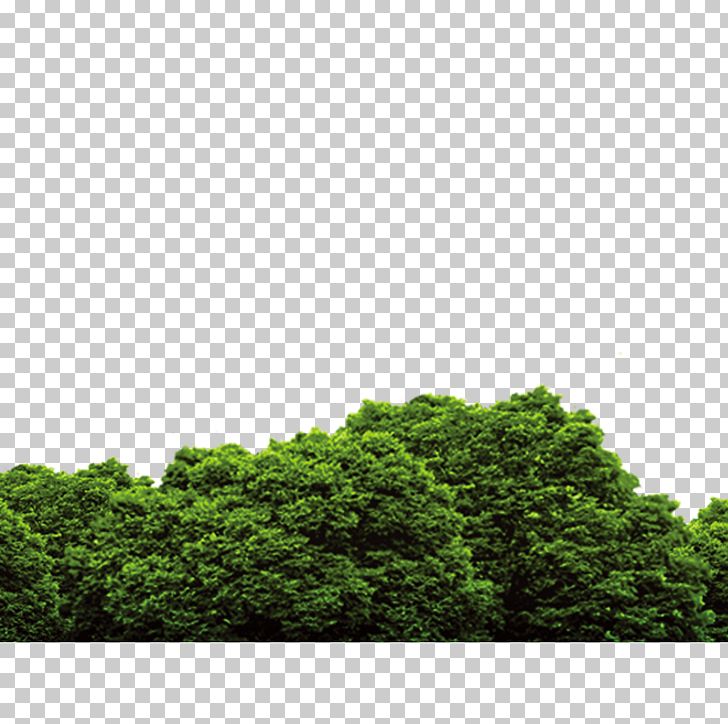 Tree PNG, Clipart, Black Forest, Branches, Cercis Siliquastrum, Cottonwood, Daytime Free PNG Download