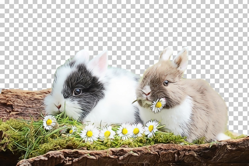 Easter Bunny PNG, Clipart, Angora Rabbit, Easter Bunny, Grass, Guinea Pig, Paint Free PNG Download