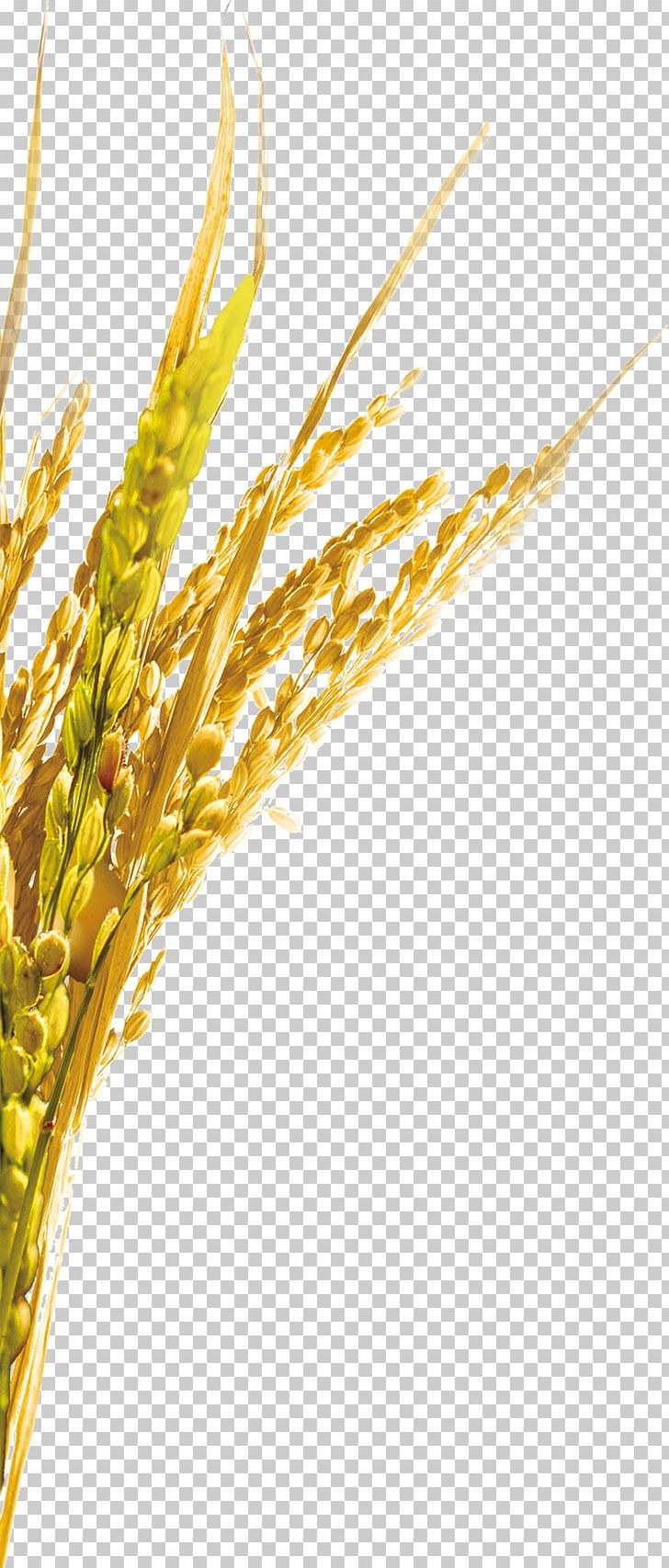 Emmer Einkorn Wheat Spelt Rice PNG, Clipart, Barley, Cartoon Wheat, Cereal, Cereal Germ, Commodity Free PNG Download