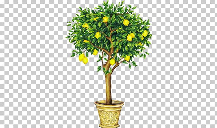 Lemon Tree Drawing PNG, Clipart, Bitter Orange, Bonsai, Botany, Branch, Calamondin Free PNG Download