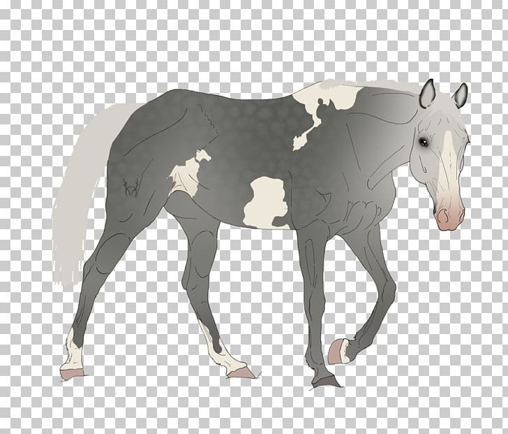 Mustang Foal Stallion Mare Colt PNG, Clipart,  Free PNG Download