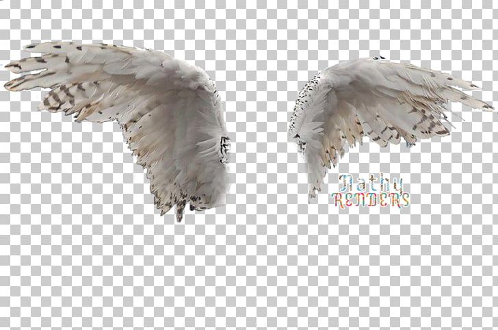 Owl Bird Wing Rendering PNG, Clipart, Animal, Animals, Beak, Bird, Bird Of Prey Free PNG Download
