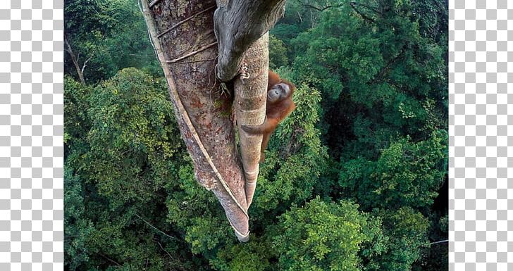 Wildlife Photographer Of The Year Wildlife Photography Orangutan PNG, Clipart, Award, Competition, Forest, Grass, Jungle Free PNG Download
