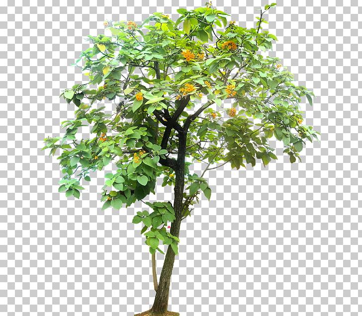 Geiger Tree Arecaceae PNG, Clipart, Arecaceae, Bee Gees, Branch, Bucida, Cottonwood Free PNG Download