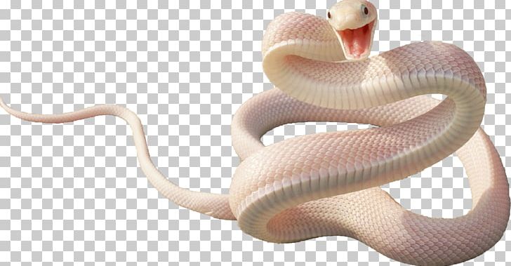 Snake Reptile PNG, Clipart, Animal, Animals, Brown Tree Snake, Creation, Gecko Free PNG Download