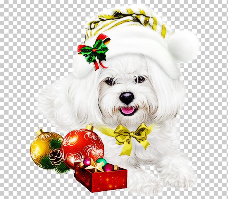 Christmas Ornament PNG, Clipart, Bichon, Bolognese, Christmas, Christmas Ornament, Companion Dog Free PNG Download