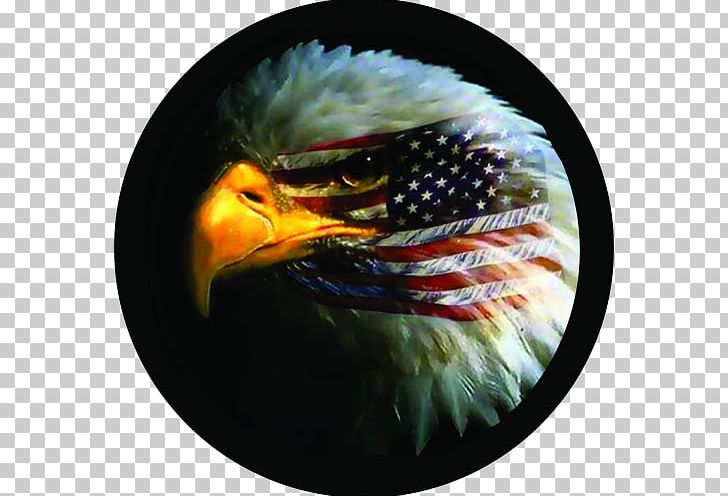 Bald Eagle Flag Of The United States Gadsden Flag PNG, Clipart, Bald Eagle, Beak, Bird, Bird Of Prey, Desktop Wallpaper Free PNG Download