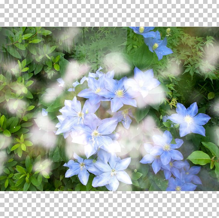 Hydrangea Japan Things Not Seen Larkspur PNG, Clipart, Bellflower, Bellflower Family, Blue, Cornales, Delphinium Free PNG Download