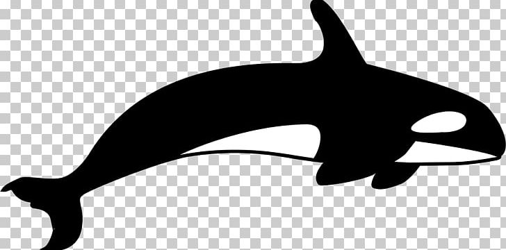 Killer Whale T-shirt PNG, Clipart, Animals, Beluga Whale, Black, Black And White, Blowhole Free PNG Download