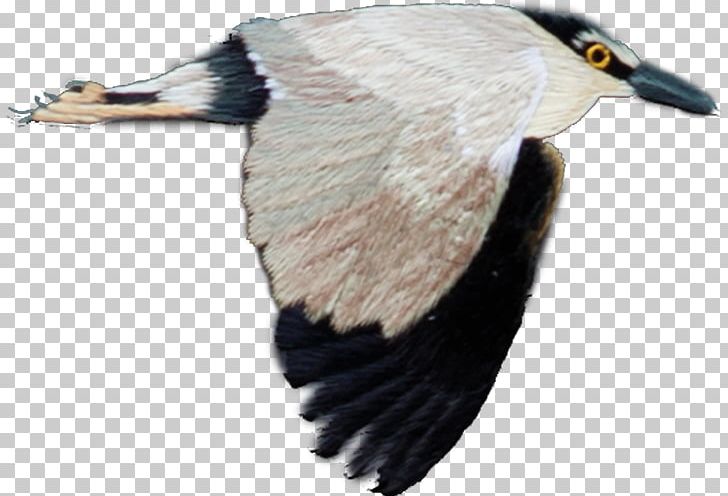 Bird Flight Feather PNG, Clipart, Asuka, Beak, Bird, Bird Cage, Birds Free PNG Download