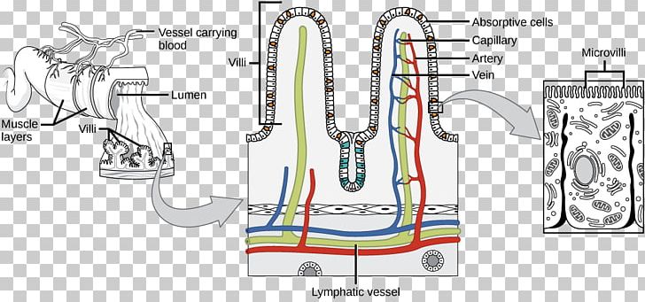 Intestinal Villus Small Intestine Gastrointestinal Tract Surface Area Large Intestine PNG, Clipart, Absorption, Angle, Area, Auto Part, Digestion Free PNG Download