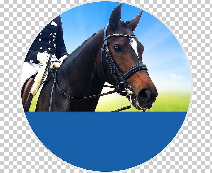 Stallion Mustang Bridle Halter Rein PNG, Clipart, Bridle, Halter, Horse, Horse Harness, Horse Harnesses Free PNG Download