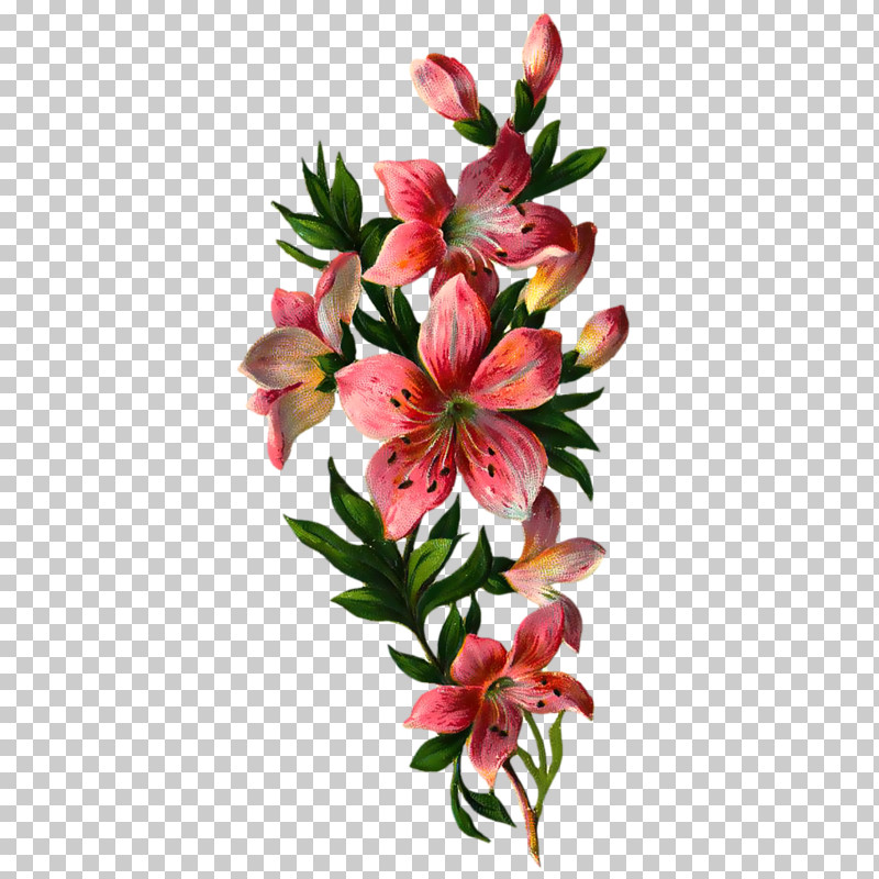 Flower Lily Plant Peruvian Lily Petal PNG, Clipart, Cut Flowers, Flower, Lily, Peruvian Lily, Petal Free PNG Download