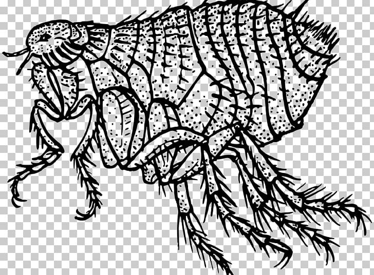 Flea Insect Louse Dog Rat PNG, Clipart, Animal, Art, Artwork, Bed Bug, Bubonic Plague Free PNG Download