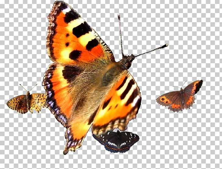 Monarch Butterfly Gossamer-winged Butterflies Brush-footed Butterflies Insect PNG, Clipart, Arthropod, Brush Footed Butterfly, Butterflies And Moths, Butterfly, Email Free PNG Download