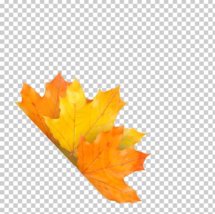 Autumn Maple Leaf PNG, Clipart, Autumn, Autumn Leaf, Autumn Leaf Color, Color, Encapsulated Postscript Free PNG Download