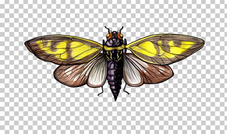 Monarch Butterfly Pieridae Moth PNG, Clipart, Art, Arthropod, Artist, Brush Footed Butterfly, Butterfly Free PNG Download