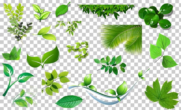 Leaf PNG, Clipart, Background Green, Bamboo, Branch, Download, Encapsulated Postscript Free PNG Download