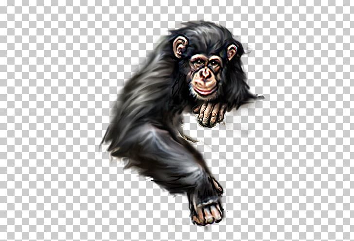 Orangutan Ape Gorilla PNG, Clipart, Animal, Animals, Black, Chimpanzee, Common Chimpanzee Free PNG Download