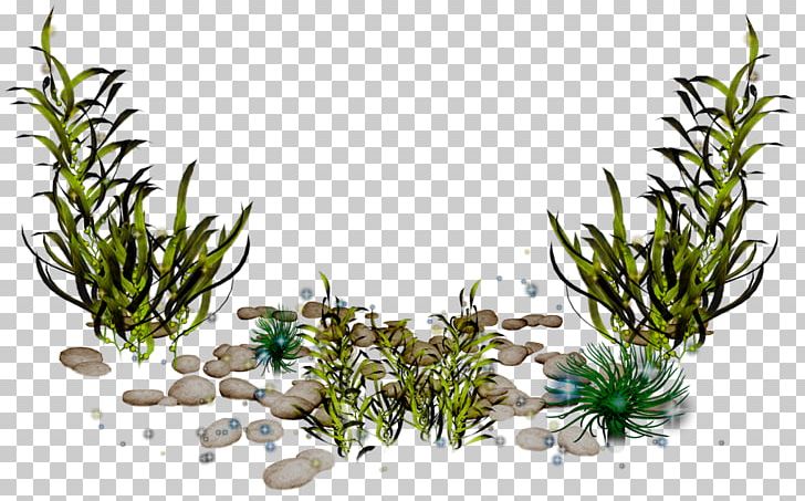 Algae Photography PNG, Clipart, Algae, Cartoon Seaweed, Creatures, Digital Image, Elements Free PNG Download