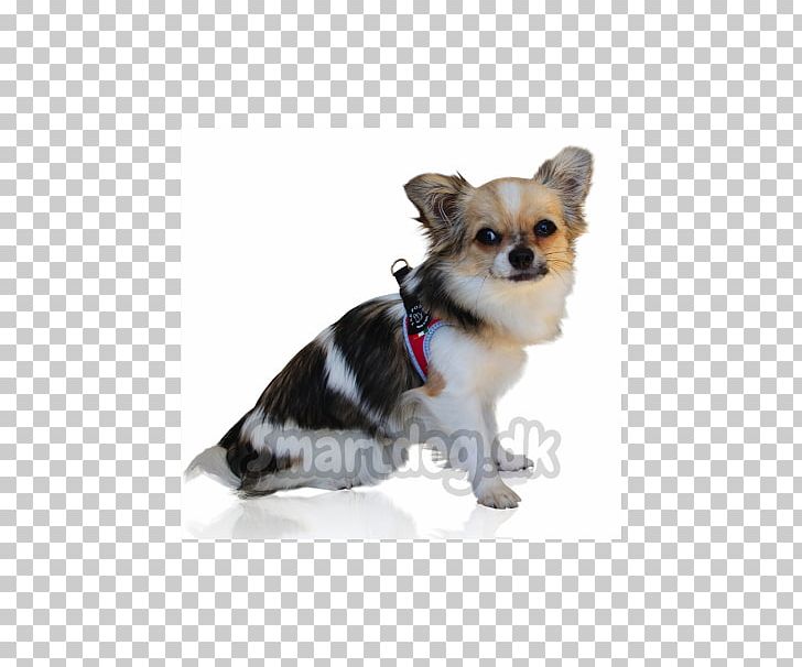 Chihuahua Puppy Dog Breed Companion Dog Toy Dog PNG, Clipart, Animals, Breed, Carnivoran, Chihuahua, Clothing Free PNG Download