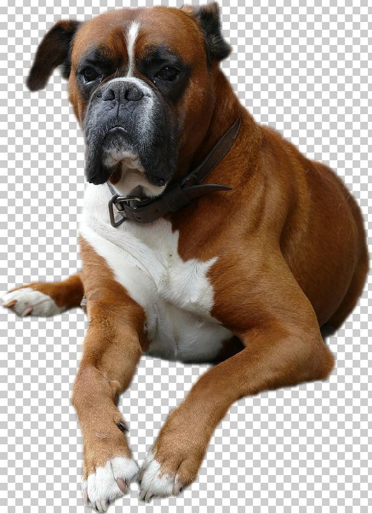 Dog Breed Boxer Valley Bulldog Companion Dog PNG, Clipart, Boxer, Boxers, Breed, Bulldog, Carnivoran Free PNG Download