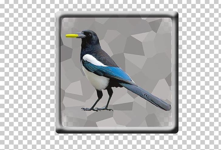 Eurasian Magpie Bird Whinchat Carrion Crow PNG, Clipart, Animal, Animals, Beak, Bird, Carmen Free PNG Download