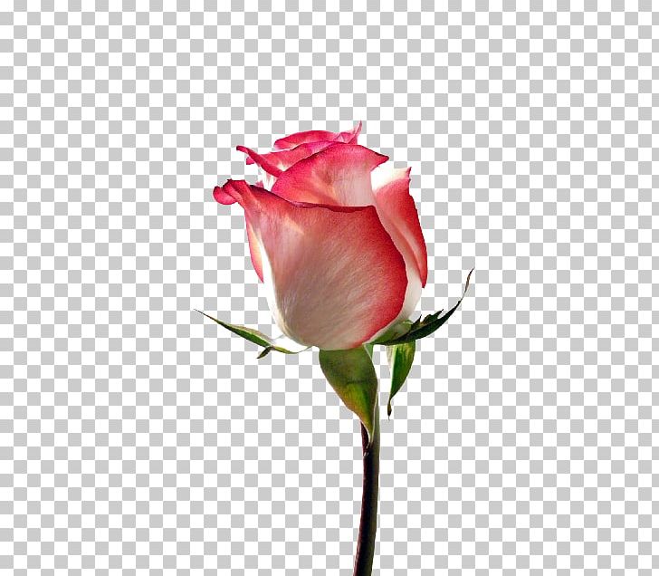 Garden Roses PNG, Clipart, Bud, Closeup, Computer Wallpaper, Cut Flowers, Floribunda Free PNG Download