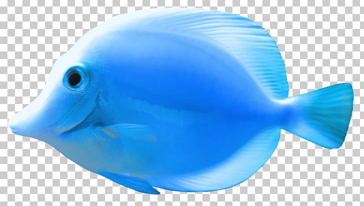 Goldfish PNG, Clipart, Animals, Aqua, Blue, Blue Fish, Creation Free PNG Download