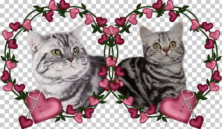 Kitten American Shorthair Tabby Cat Domestic Short-haired Cat Whiskers PNG, Clipart, American Shorthair, Animals, Bri, British Shorthair, Carnivoran Free PNG Download