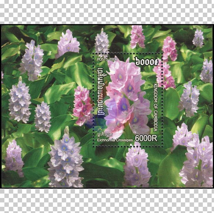 Postage Stamps Poppy Lavender Herbaceous Plant Hyssopus PNG, Clipart, Alternanthera Reineckii, Annual Plant, Bulletin Board, Flower, Herb Free PNG Download
