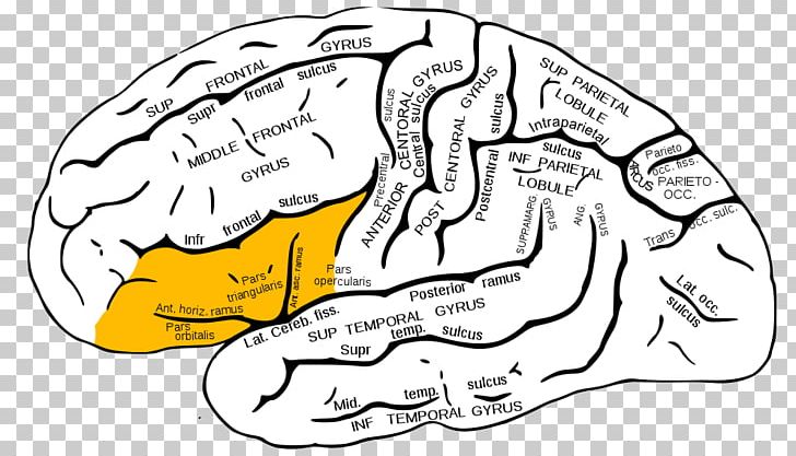 Angular Gyrus Supramarginal Gyrus Inferior Frontal Gyrus Parietal Lobe PNG, Clipart, Area, Artwork, Black And White, Brain, Cerebral Cortex Free PNG Download
