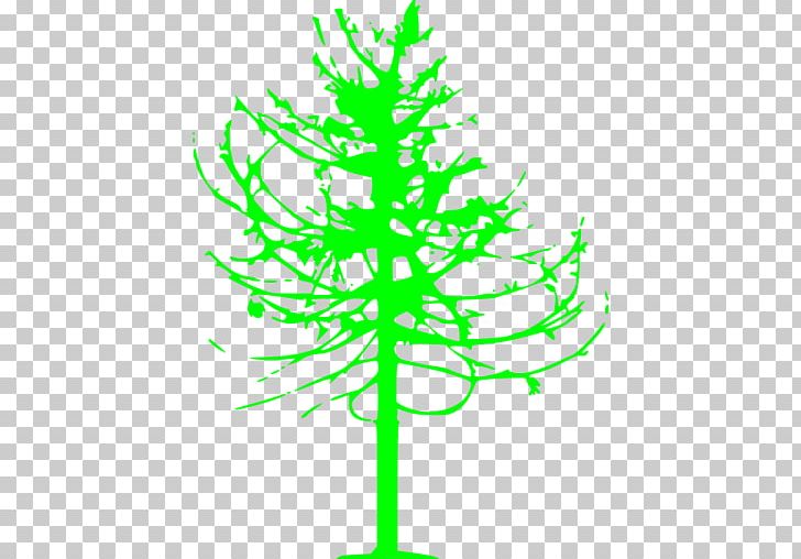 Pine Leaf Plant Stem Line PNG, Clipart, Branch, Conifer, Flora, Flowering Plant, Grass Free PNG Download