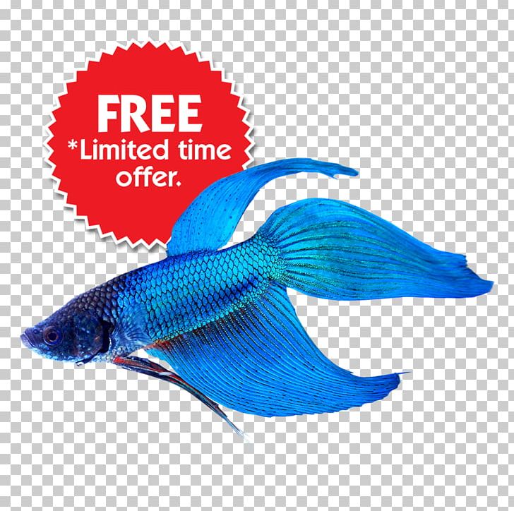 Siamese Fighting Fish Aquarium Veiltail Platy PNG, Clipart, Animal, Animals, Aquarium, Betta, Blue Free PNG Download
