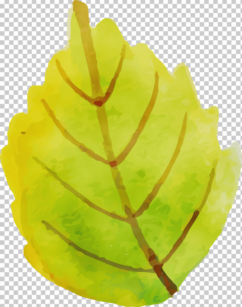 Carambola Leaf Yellow Plant Structure Plants PNG, Clipart, Autumn Leaf, Biology, Carambola, Colorful Leaf, Leaf Free PNG Download
