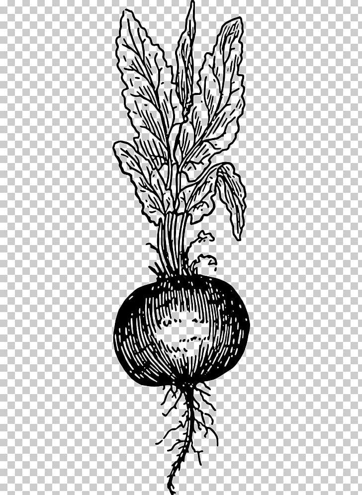 Beetroot Root Beer Computer Icons PNG, Clipart, Art, Artwork, Beetroot, Beet Root, Black And White Free PNG Download