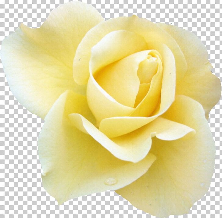 Blue Rose Flower Desktop White PNG, Clipart, 1080p, Art, Blue Rose, Closeup, Cut Flowers Free PNG Download