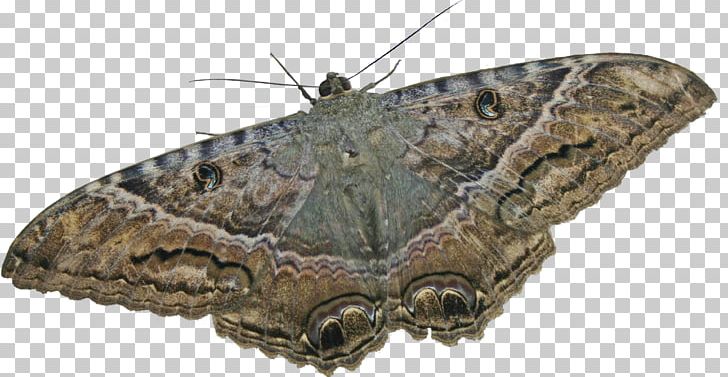 Butterfly Insect Moth Polilla Nymphalidae PNG, Clipart, Arthropod, Battus Polydamas, Bombycidae, Brush Footed Butterfly, Butterflies And Moths Free PNG Download
