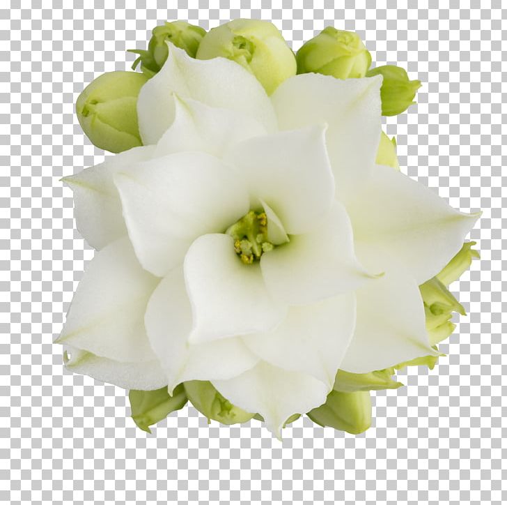 Floral Design Cut Flowers Flower Bouquet PNG, Clipart, African Queen, Cut Flowers, Floral Design, Floristry, Flower Free PNG Download