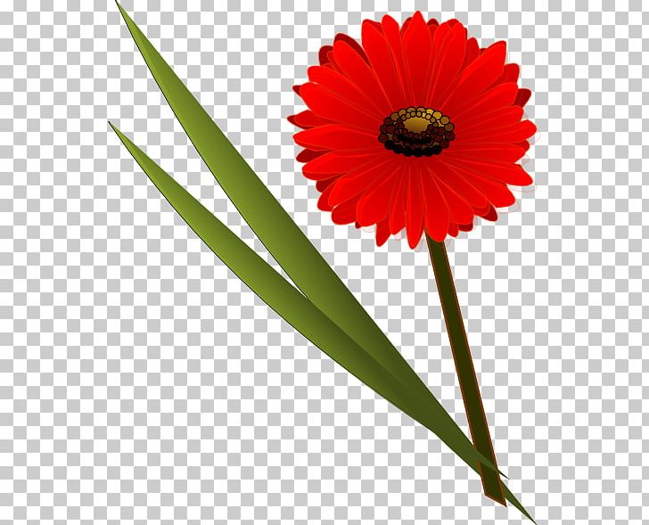 Flower Transvaal Daisy Free Content PNG, Clipart, Common Daisy, Cut Flowers, Daisy, Daisy Family, Floral Design Free PNG Download