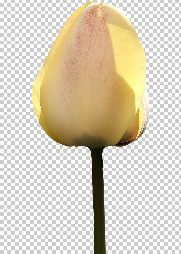 Tulip Petal Flower Painting Plant Stem PNG, Clipart, Color, Display Resolution, Flower, Flowering Plant, Flowers Free PNG Download