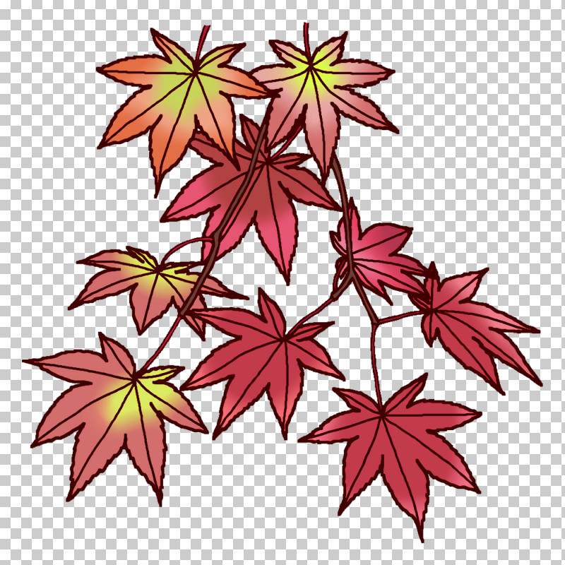 Maple Leaf PNG, Clipart, Biology, Flower, Leaf, Line, Maple Free PNG Download